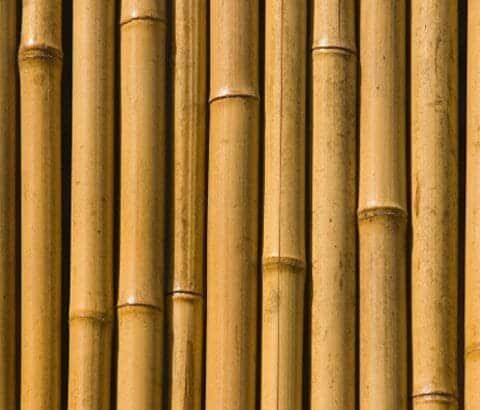 Bamboo fences