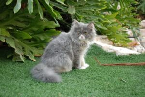 דשא סינתטי חתולים