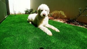 דשא סינטטי כלב