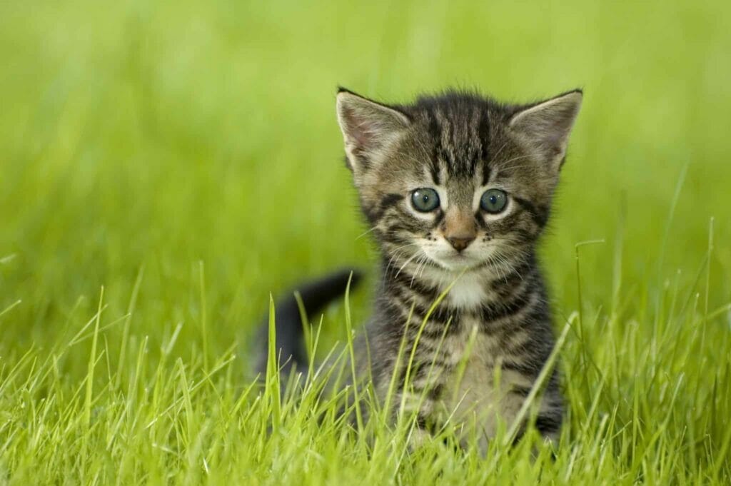 דשא סינטטי חתול