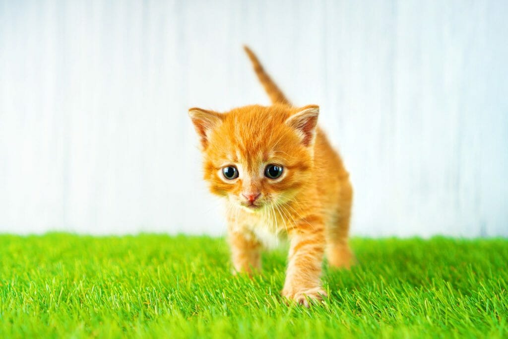 דשא סינטטי לחתול