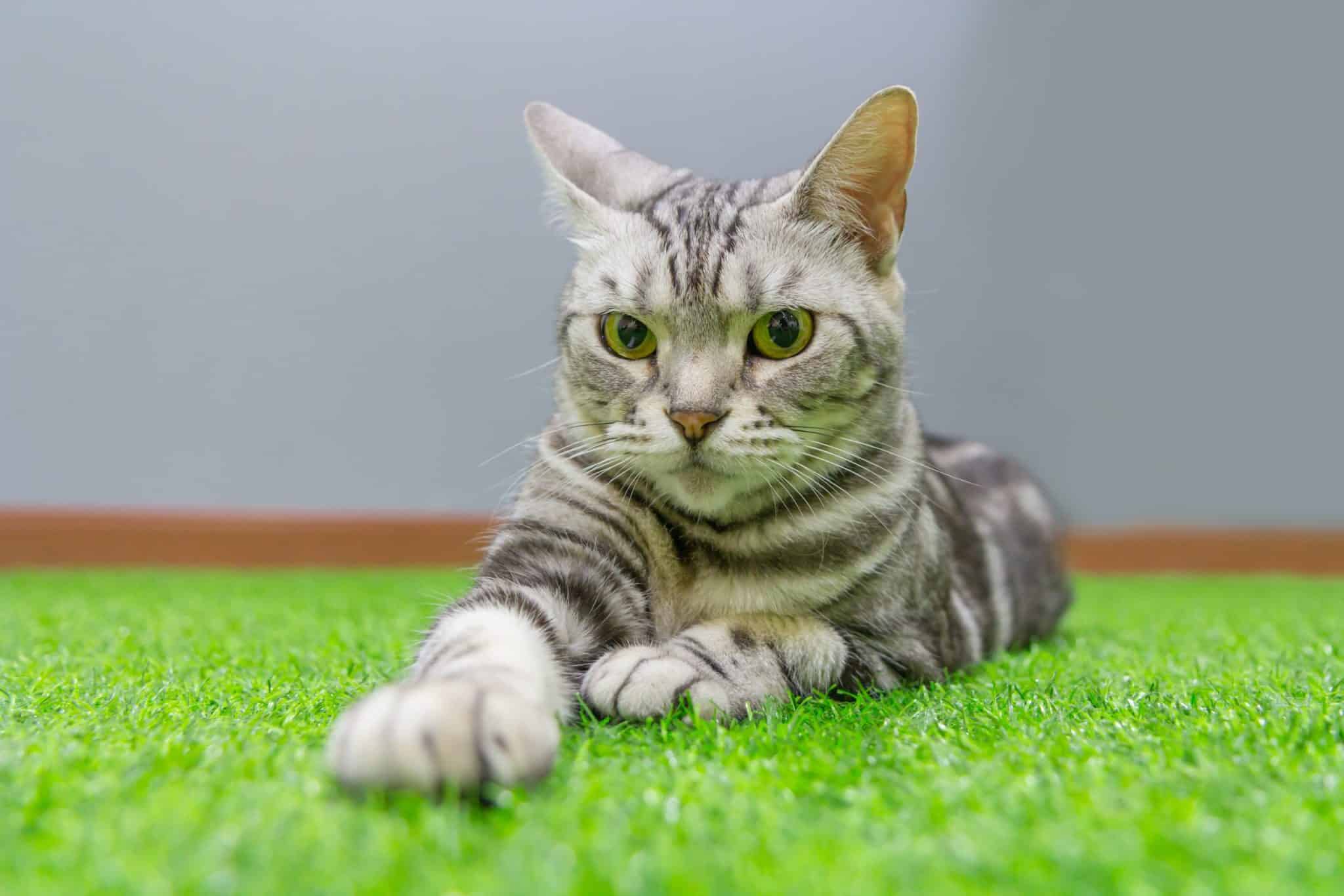 דשא סינטטי לחתולים