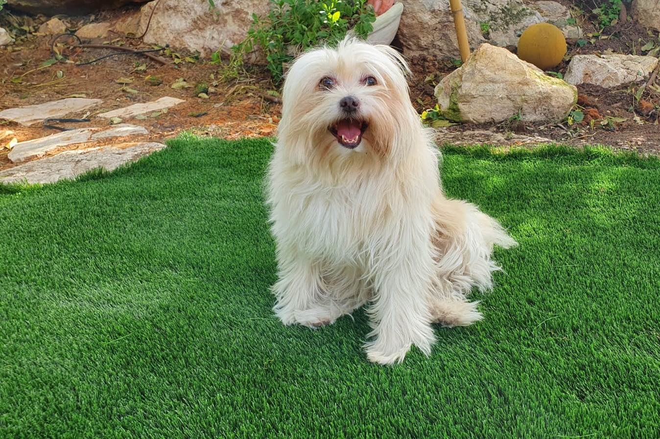 דשא סינטטי עם כלב פרוותי